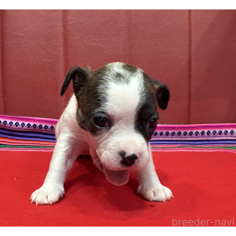 販売中の京都府のミックス犬-434221の3枚目