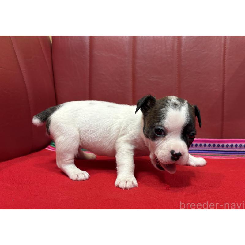 販売中の京都府のミックス犬-434221の2枚目