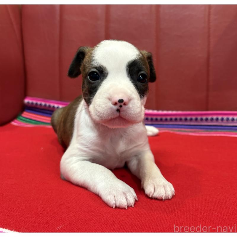 販売中の京都府のミックス犬-434222の4枚目