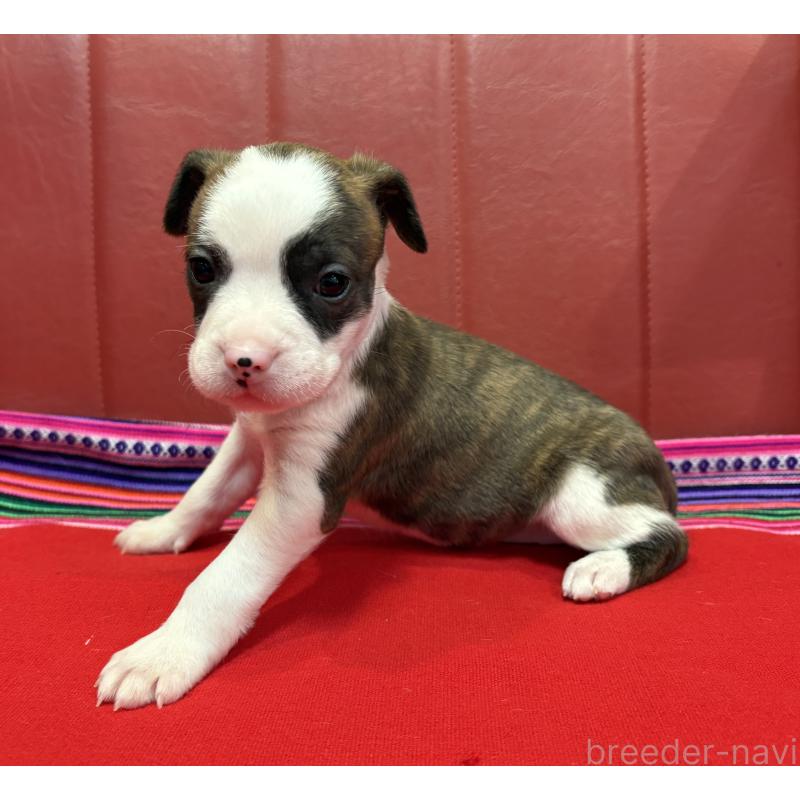 販売中の京都府のミックス犬-434222の3枚目