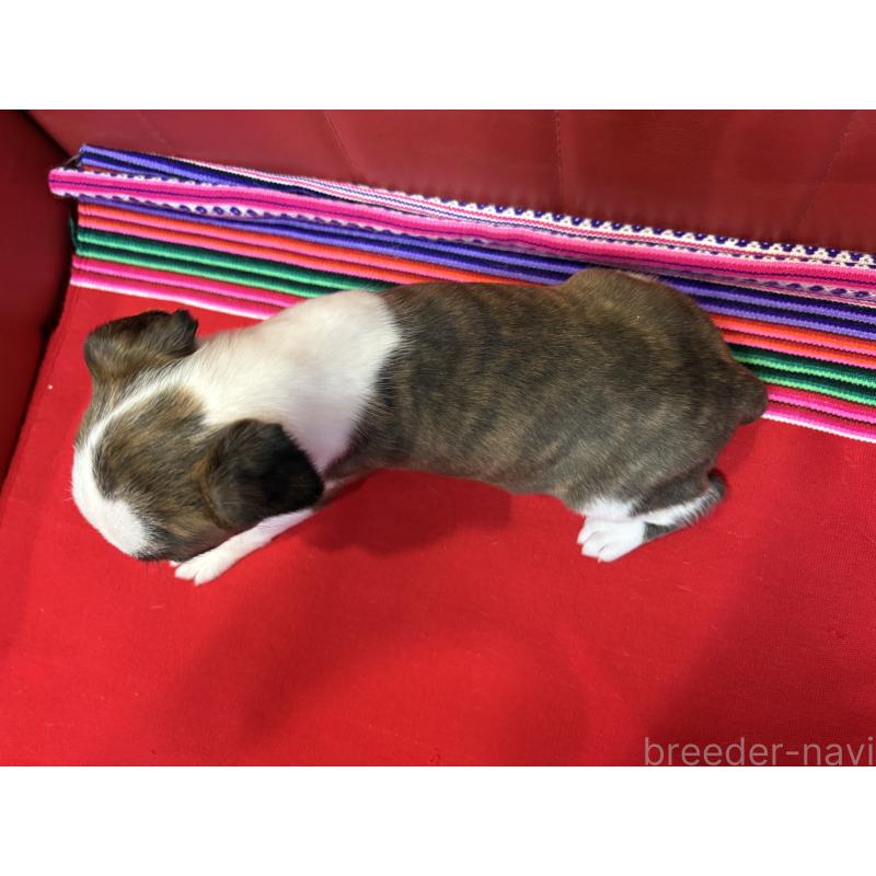 販売中の京都府のミックス犬-434222の2枚目