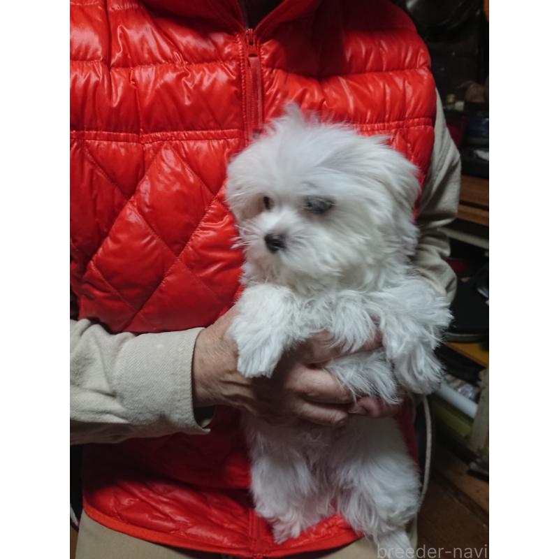 販売中の栃木県のマルチーズ-434224の3枚目