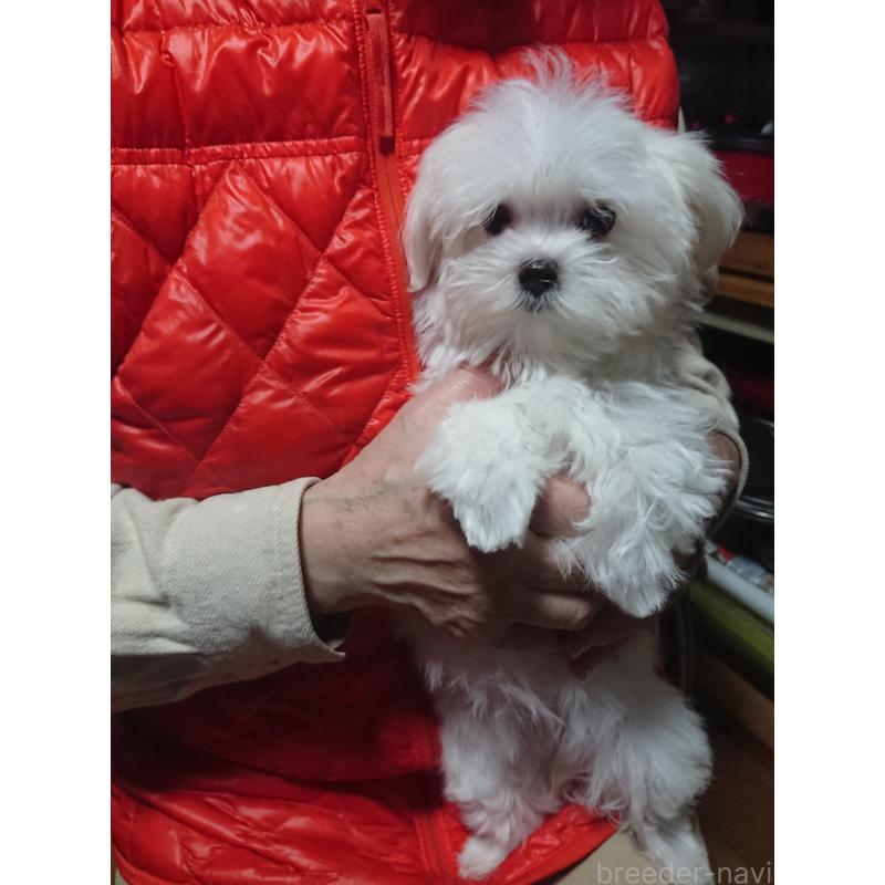 販売中の栃木県のマルチーズ-434224の1枚目