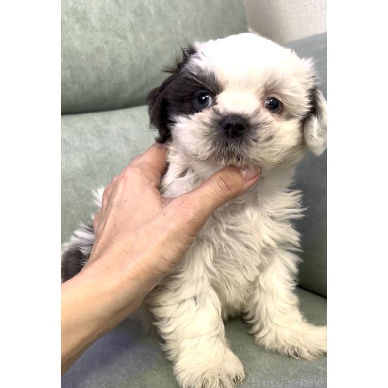 販売中の奈良県のシーズー-430092の3枚目