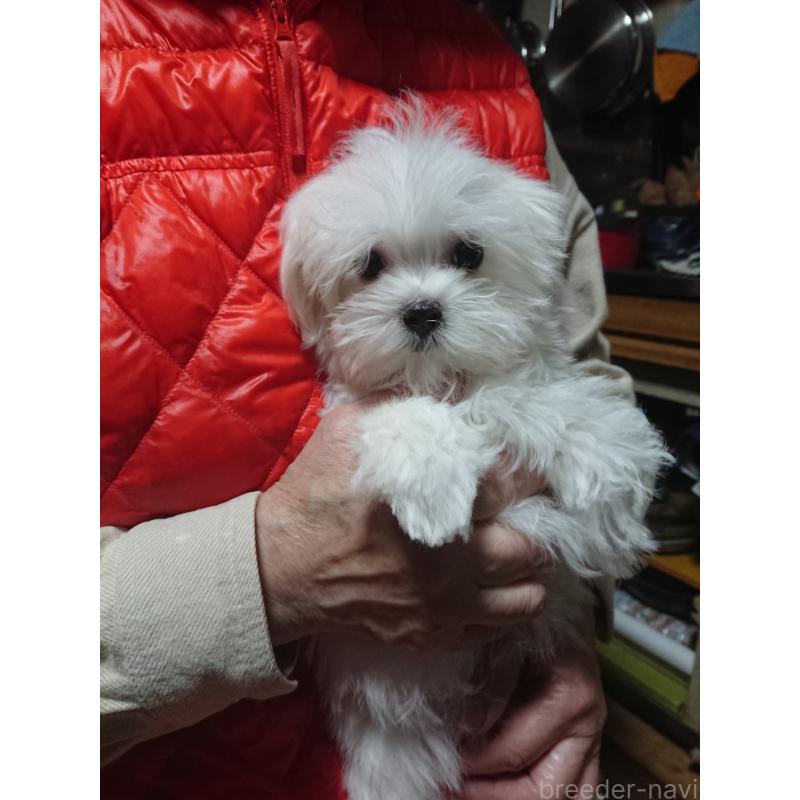 販売中の栃木県のマルチーズ-434224の2枚目