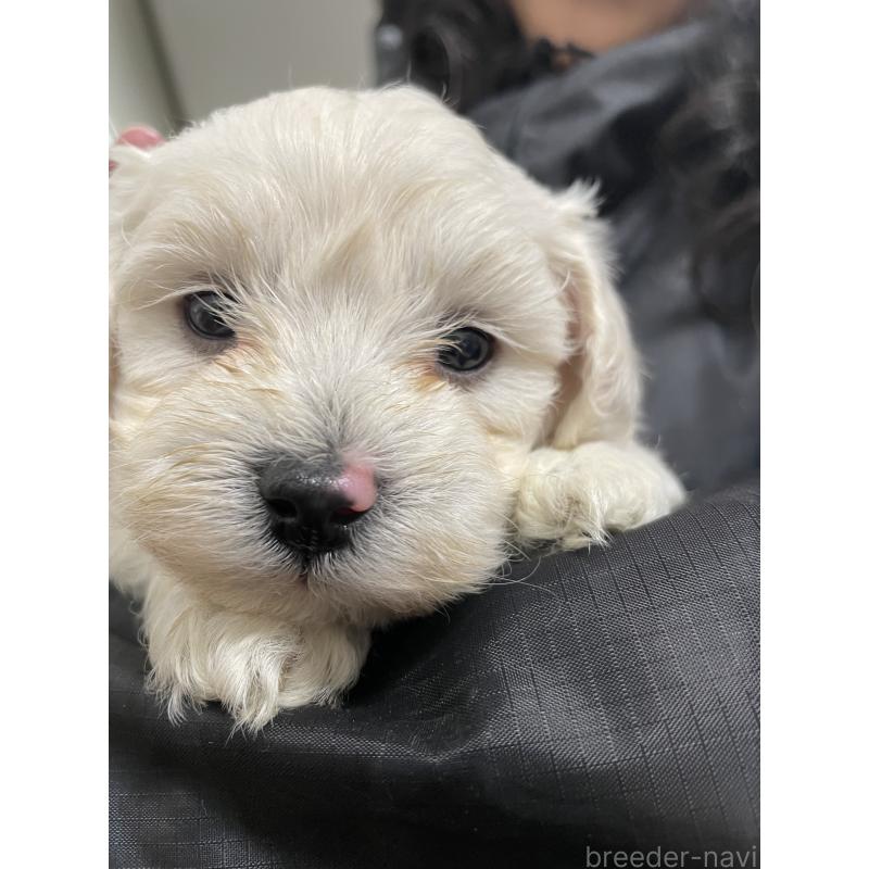 販売中の栃木県のミックス犬-427178