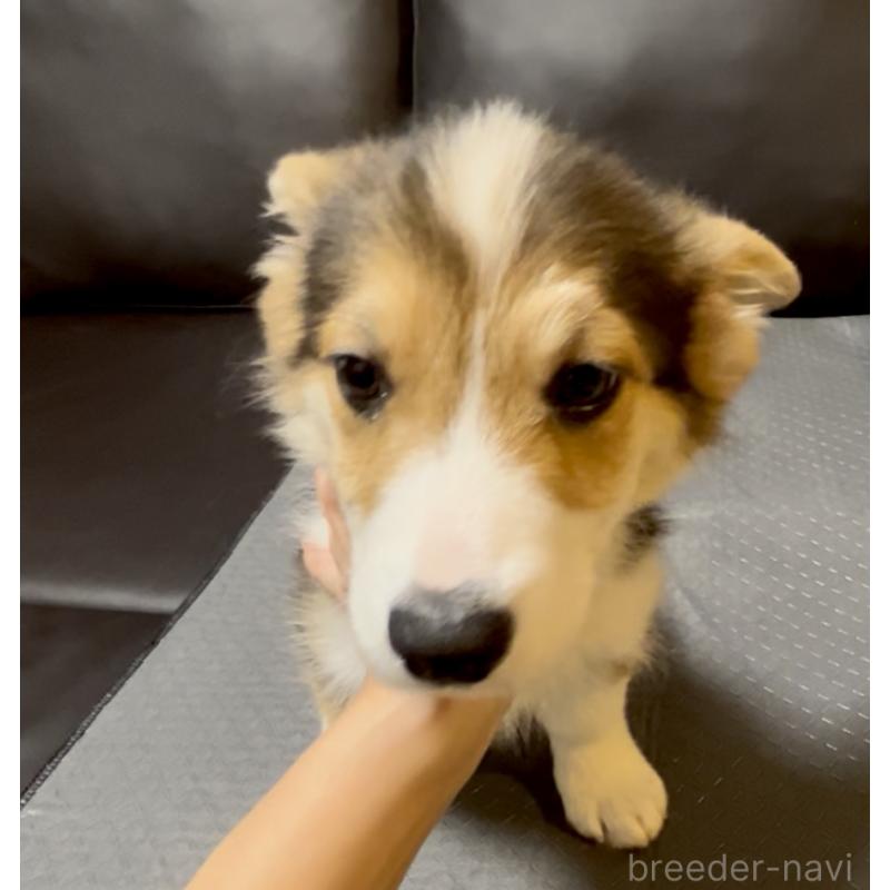 販売中の奈良県のウェルシュコーギーペンブローク-428073の3枚目