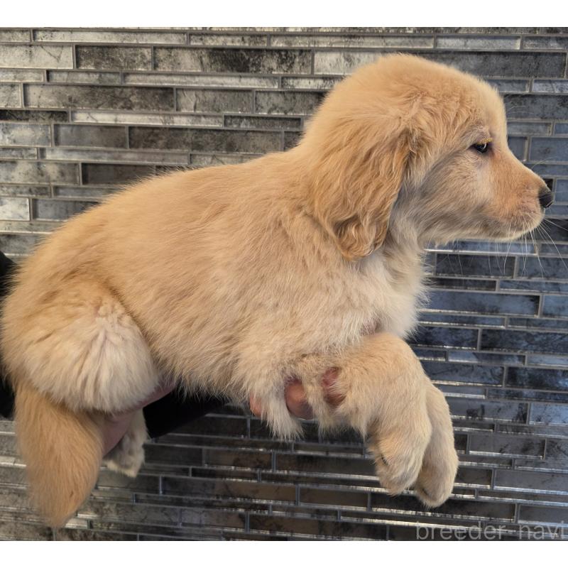 販売中の千葉県のゴールデンレトリーバー-434231の2枚目