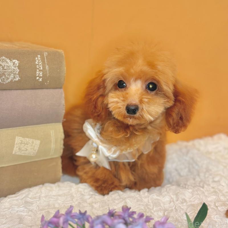 成約済の茨城県のタイニープードル-418676の7枚目