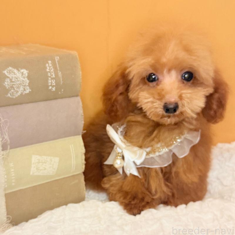 成約済の茨城県のタイニープードル-418676の6枚目