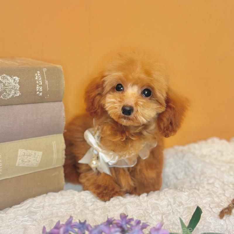 成約済の茨城県のタイニープードル-418676の5枚目