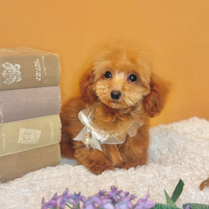 成約済の茨城県のタイニープードル-418676の4枚目