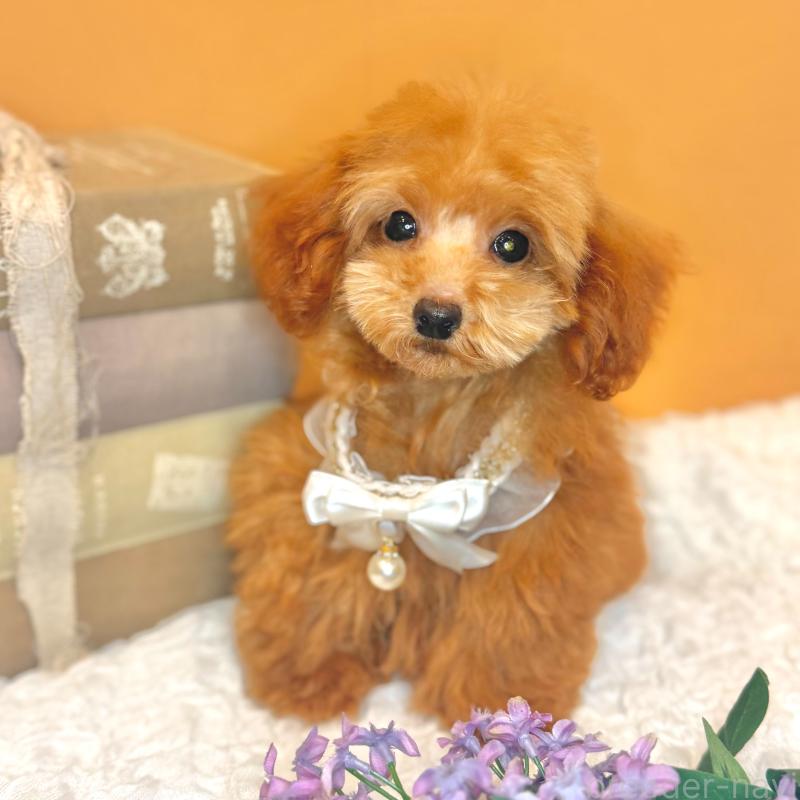 販売中の茨城県のタイニープードル-418676