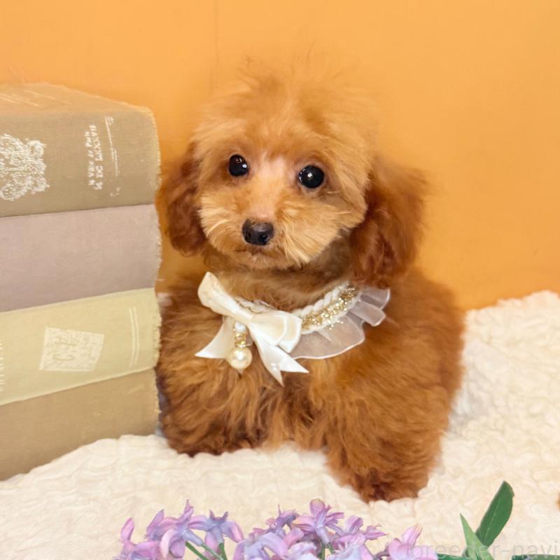 成約済の茨城県のタイニープードル-418676の2枚目