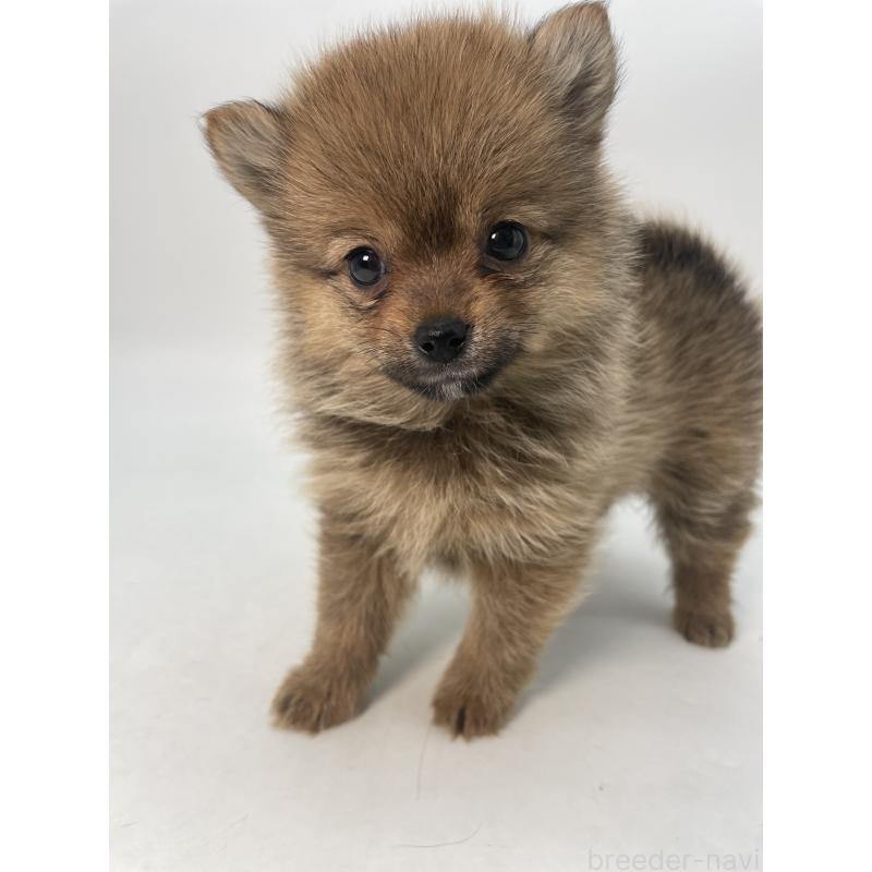 販売中の千葉県のミックス犬-432836