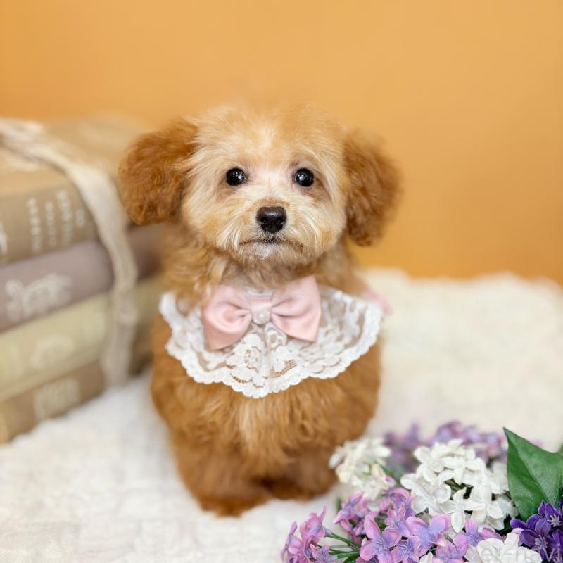 販売中の茨城県のタイニープードル-430214