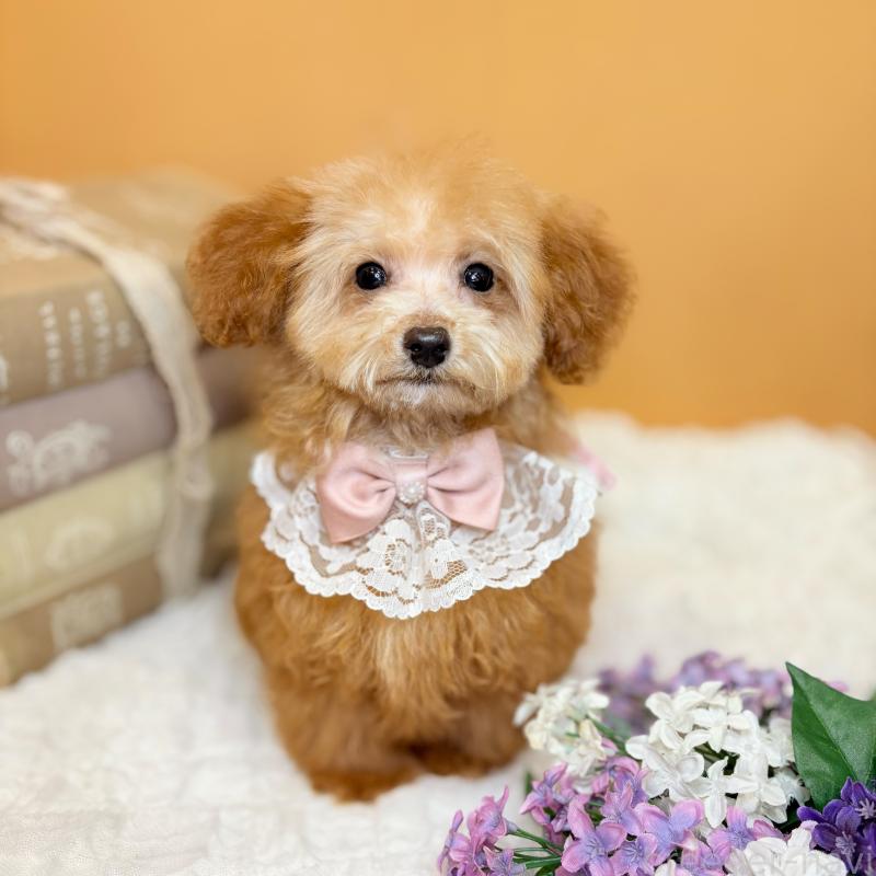 成約済の茨城県のタイニープードル-430214の13枚目