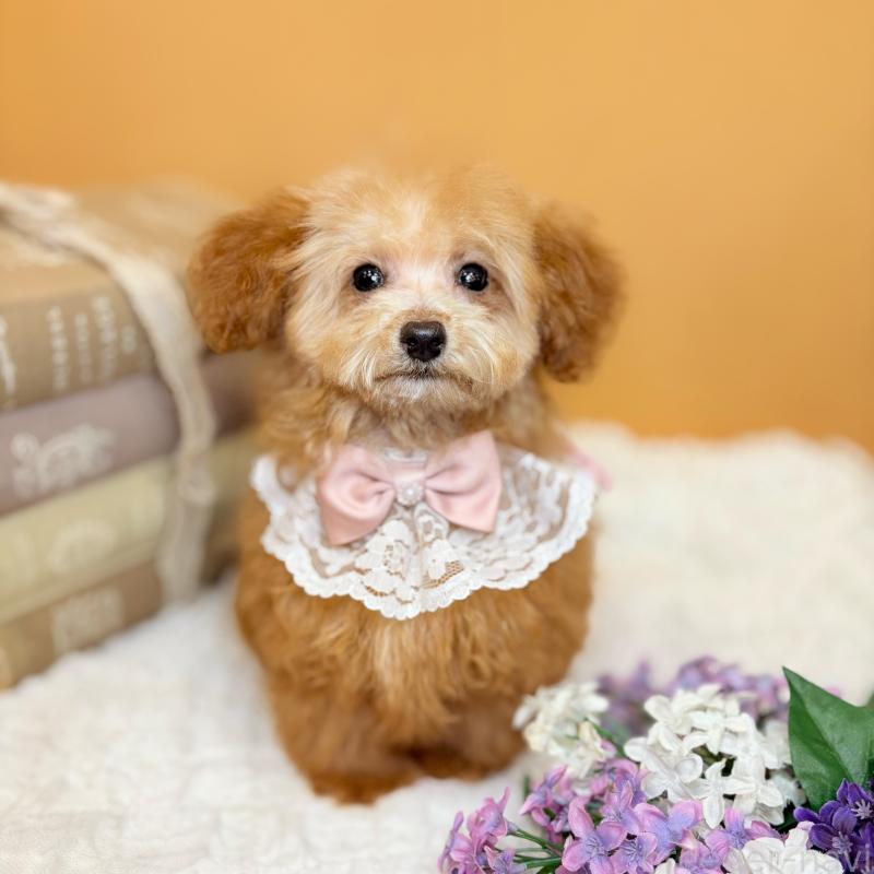 成約済の茨城県のタイニープードル-430214の12枚目