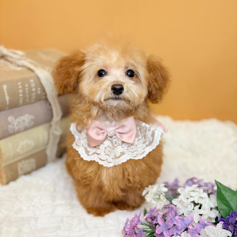 成約済の茨城県のタイニープードル-430214の11枚目