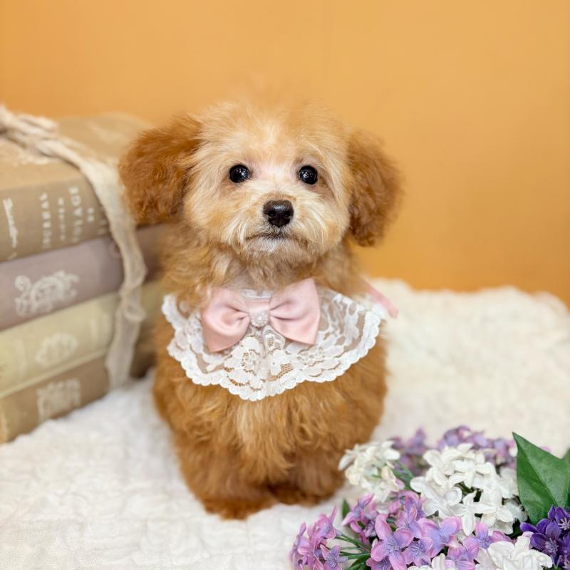 成約済の茨城県のタイニープードル-430214の10枚目