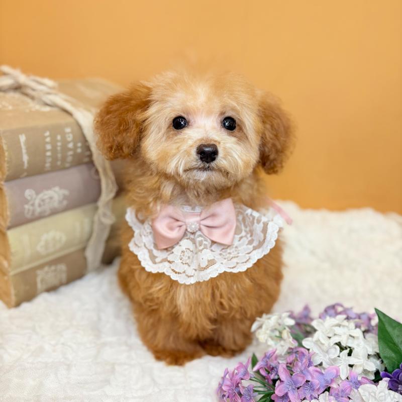 成約済の茨城県のタイニープードル-430214の9枚目