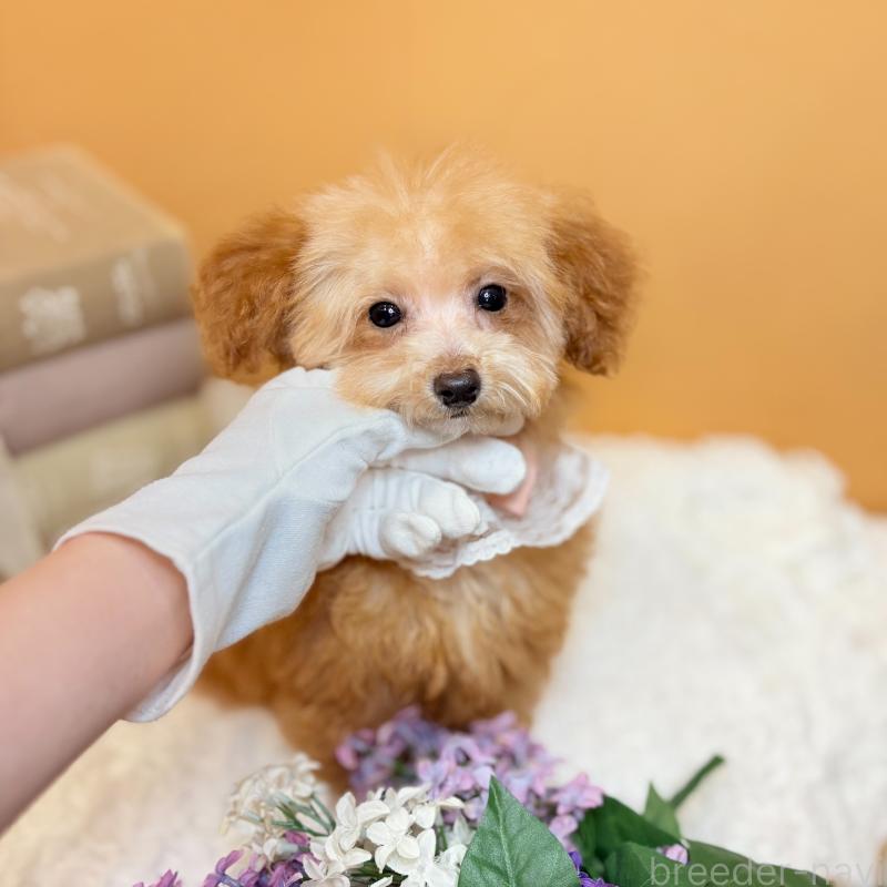 成約済の茨城県のタイニープードル-430214の8枚目