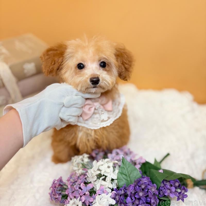 成約済の茨城県のタイニープードル-430214の7枚目