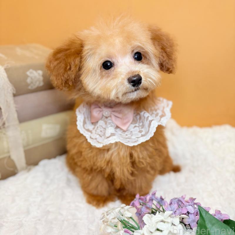 成約済の茨城県のタイニープードル-430214の6枚目