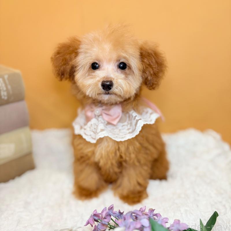 成約済の茨城県のタイニープードル-430214の4枚目