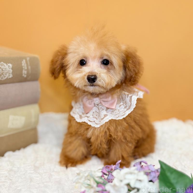 成約済の茨城県のタイニープードル-430214の3枚目