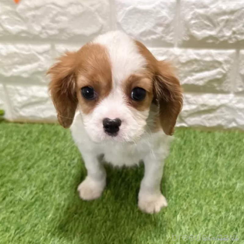 販売中の愛知県のキャバリアキングチャールズスパニエル-427125