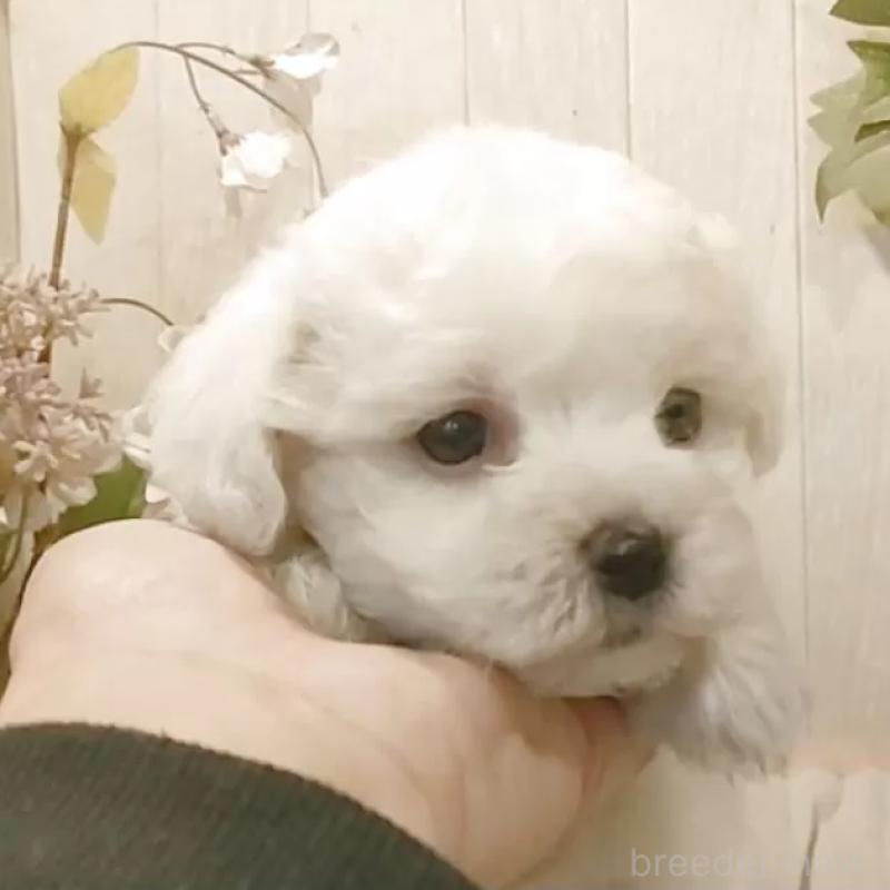 販売中の愛知県のビションフリーゼ-434228の1枚目