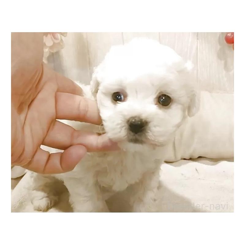 販売中の愛知県のビションフリーゼ-434228の7枚目