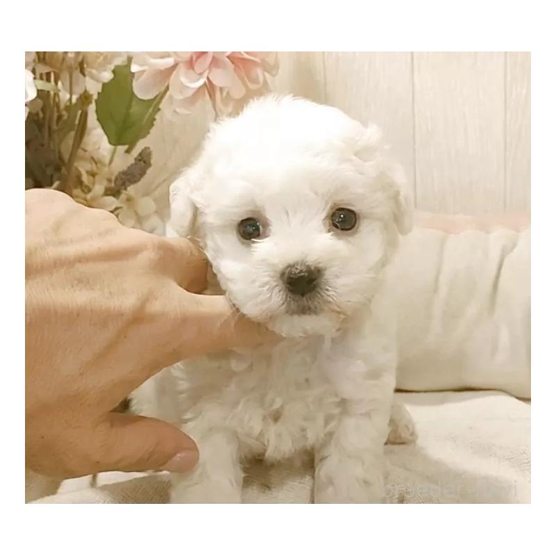 販売中の愛知県のビションフリーゼ-434228の4枚目