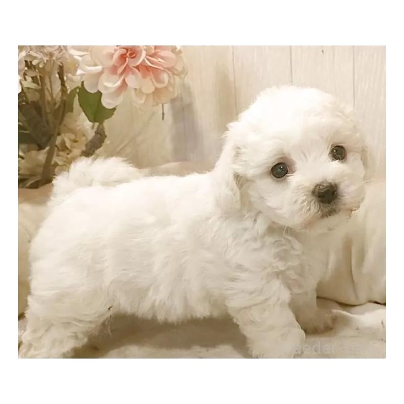 販売中の愛知県のビションフリーゼ-434228の3枚目