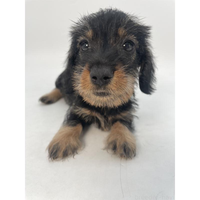 販売中の千葉県のミニチュアダックスフンド(ワイヤーヘアード)-428330