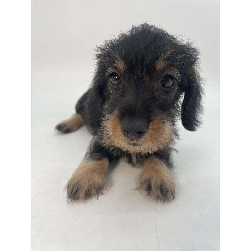 販売中の千葉県のミニチュアダックスフンド(ワイヤーヘアード)-428330の14枚目