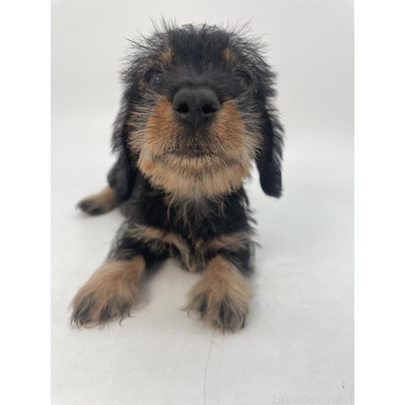 販売中の千葉県のミニチュアダックスフンド(ワイヤーヘアード)-428330の13枚目