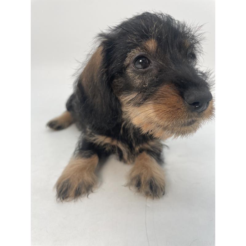 販売中の千葉県のミニチュアダックスフンド(ワイヤーヘアード)-428330の12枚目