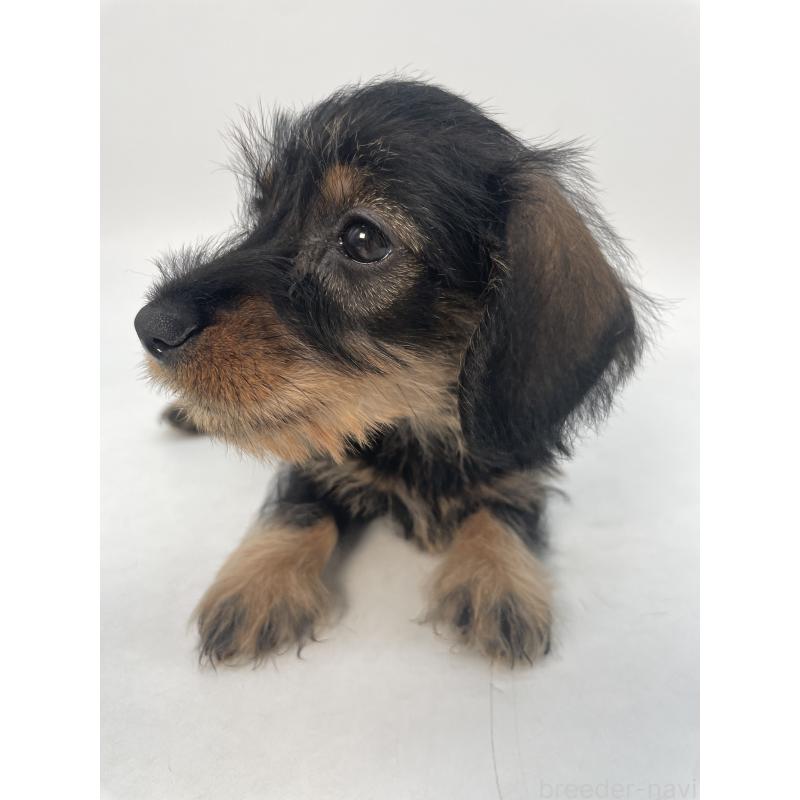 販売中の千葉県のミニチュアダックスフンド(ワイヤーヘアード)-428330の11枚目