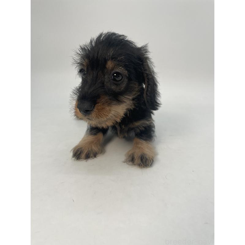 販売中の千葉県のミニチュアダックスフンド(ワイヤーヘアード)-428330の9枚目