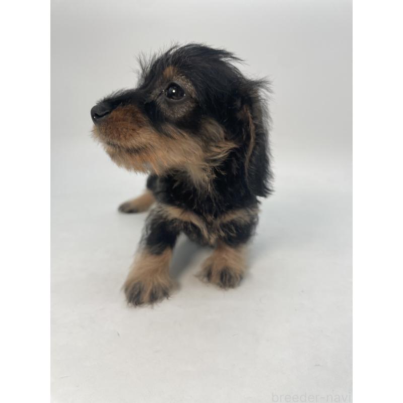 販売中の千葉県のミニチュアダックスフンド(ワイヤーヘアード)-428330の8枚目