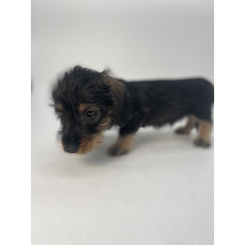 販売中の千葉県のミニチュアダックスフンド(ワイヤーヘアード)-428330の5枚目