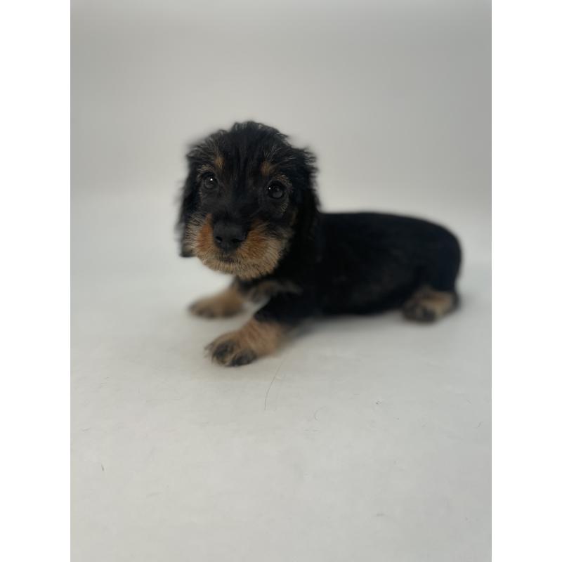 販売中の千葉県のミニチュアダックスフンド(ワイヤーヘアード)-428330の4枚目