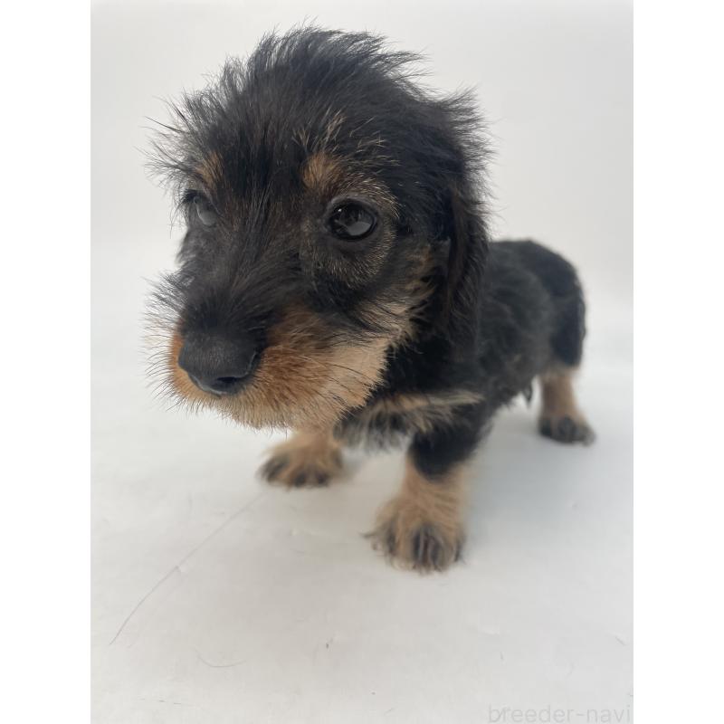 販売中の千葉県のミニチュアダックスフンド(ワイヤーヘアード)-428330の3枚目