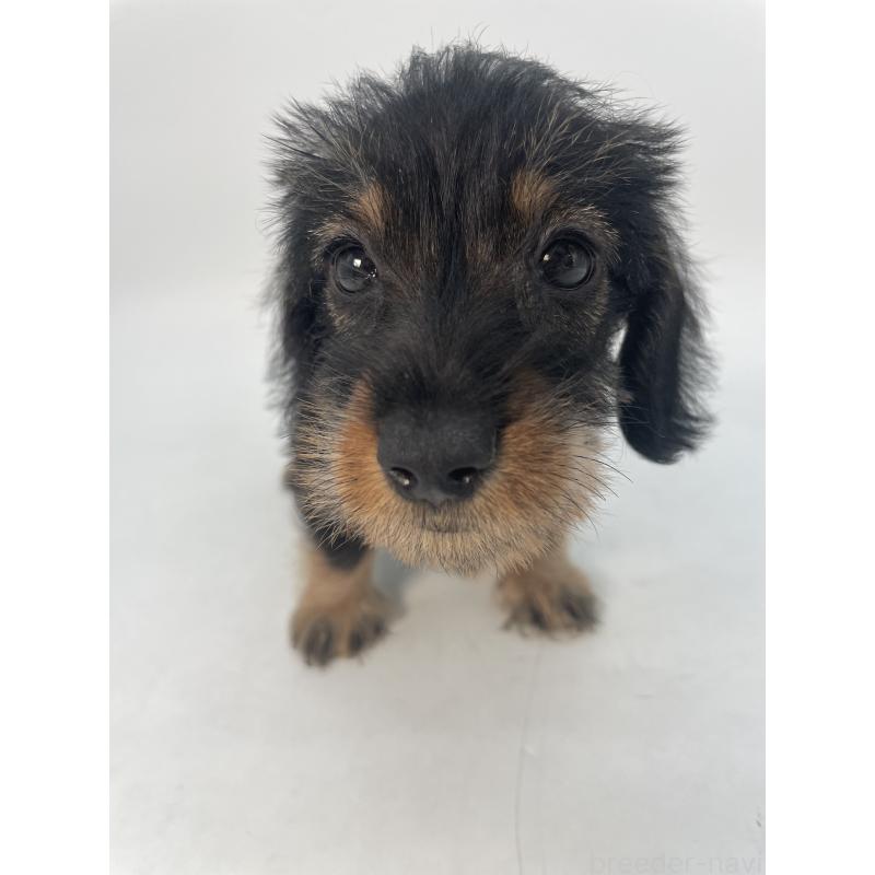 販売中の千葉県のミニチュアダックスフンド(ワイヤーヘアード)-428330の2枚目