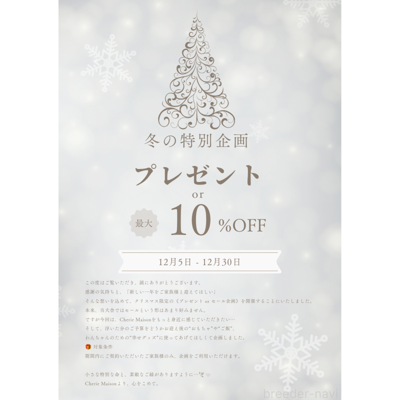 販売中の大阪府のチワワ(スムースコート)-433513の3枚目