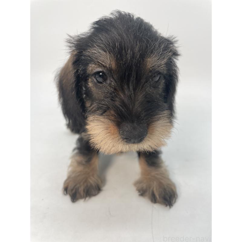 販売中の千葉県のミニチュアダックスフンド(ワイヤーヘアード)-428333の13枚目