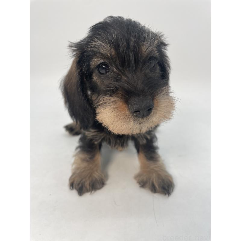 販売中の千葉県のミニチュアダックスフンド(ワイヤーヘアード)-428333の12枚目