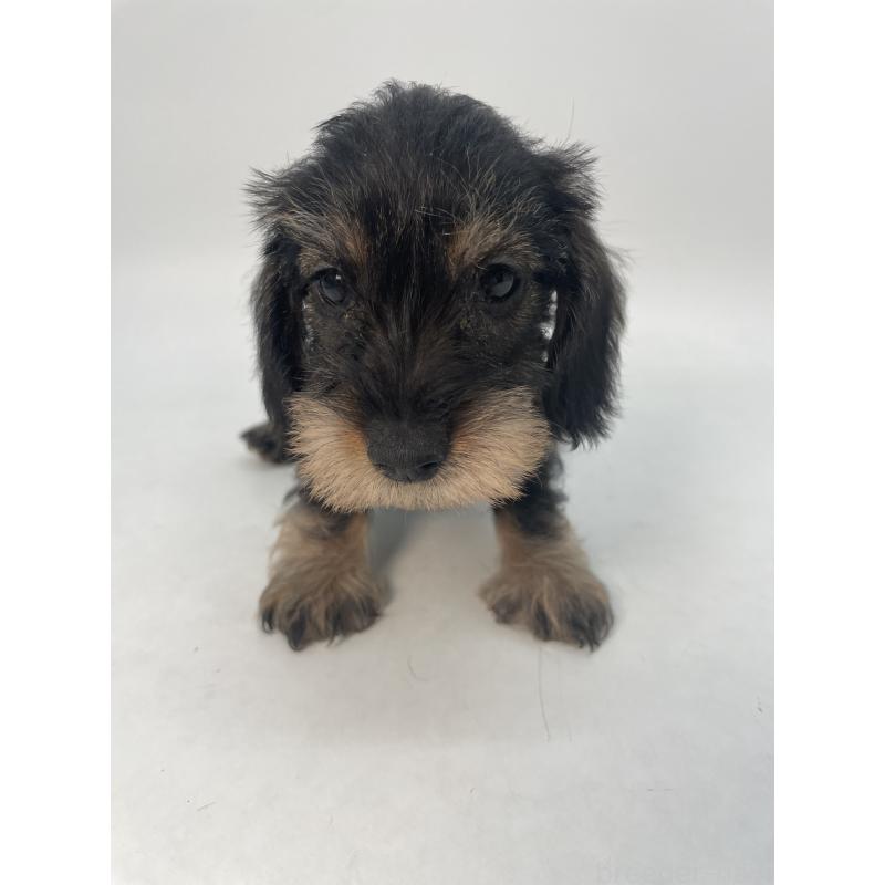 販売中の千葉県のミニチュアダックスフンド(ワイヤーヘアード)-428333の11枚目